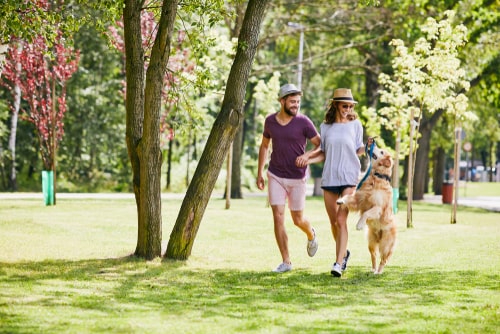 Couple walking dog in a sunny park